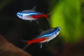 Two Neon tetra Paracheirodon innesi aquarium fish Royalty Free Stock Photo