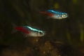 Two Neon tetra Paracheirodon innesi freshwater aquarium fish Royalty Free Stock Photo