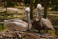 Two Nesting pelicans sitting on a nest together