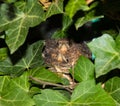 Two nestlings of an eurasian blackbird. Royalty Free Stock Photo