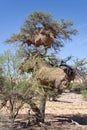 Two nests of weaver birds in an acacia tree, Namibia Royalty Free Stock Photo