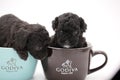 Two cute black tea cup poodle puppies
