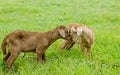 Two new-born lambs kissing