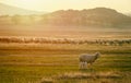 Two new born lambs who drink milk from their mother with the flock looking at them Royalty Free Stock Photo