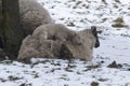 Lamb lying on mother sheep in a cold field during winter snow Royalty Free Stock Photo