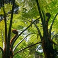 Two new fern fronds, koru, New Zealand