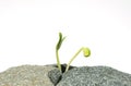 Two new sprouts on stones Royalty Free Stock Photo