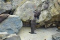 Two new zealand fur seal puppies making contact on the rocks of Ohau Point. Kaikoura, New Zealand, South Island Royalty Free Stock Photo