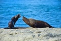 A group of new zealand fur seals sunbathing on a rock at Kaikoura, New Zealand, South Island Royalty Free Stock Photo