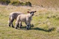 Two newborn black and white lambs grazing on springtime meadow with blurred background Royalty Free Stock Photo