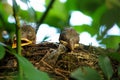 Two Blackbird chicks in a hidden nest, Salzburg, Austria Royalty Free Stock Photo