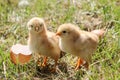 Two newborn chickens on green grass.