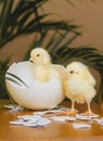 Two newborn chickens and ostrich`s shell on table Royalty Free Stock Photo