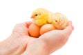 Two newborn chickens sitting in human hand Royalty Free Stock Photo