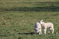 Two newborn cute little lambs standing in a green meadow in spring Royalty Free Stock Photo