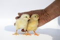 Two newborn fluffy chicks in hands of an elderly woman on white background. Concept of raising chickens on poultry farm, incubator Royalty Free Stock Photo