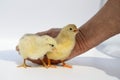 Two newborn fluffy chicks in hands of an elderly woman on white background. Concept of raising chickens on poultry farm, incubator Royalty Free Stock Photo