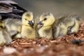 Two Newborn Goslings Resting Quietly on the Soft Ground