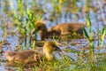 Two newborn Greylag goose goslings Royalty Free Stock Photo