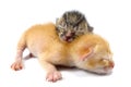 Two Newborn Kittens Royalty Free Stock Photo