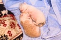 Two Newborn kittens sleeping together