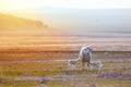 Two newborn lambs with mother sheep grazing on a arid meadow Royalty Free Stock Photo