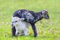 Two newborn lambs play together in green meadow Royalty Free Stock Photo