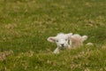 Two newborn lambs resting on grass
