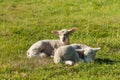 Two newborn lambs resting on meadow Royalty Free Stock Photo