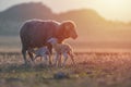 Two newborn lambs and sheep on field in warm sunset light