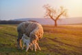 Two newborn lambs and sheep on field in warm sunset light