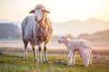Two newborn lambs with still the umbilical cord near mother sheep