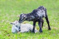 Two newborn lambs together in green meadow Royalty Free Stock Photo