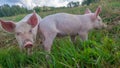 Two newborn piglets in the meadow. Organic piggies on the organic rural  farm. Squeakers in the pasture Royalty Free Stock Photo