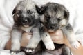 Two newborn puppies in good hands. Royalty Free Stock Photo