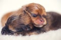 Two newborn puppies sleeping on white blanket. Cute Pomeranian, spitz puppy Royalty Free Stock Photo