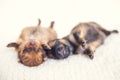 Two newborn puppies sleeping on white blanket. Cute Pomeranian, spitz puppy Royalty Free Stock Photo