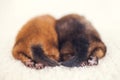 Two newborn puppies sleeping on white blanket. Cute Pomeranian, spitz puppy Royalty Free Stock Photo