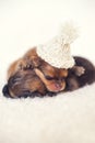 Two newborn puppies sleeping on white blanket. Cute Pomeranian, spitz puppy Royalty Free Stock Photo