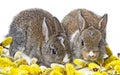 Two newborn rabbits Royalty Free Stock Photo