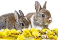 Two newborn rabbits Royalty Free Stock Photo