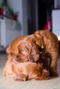 Two newborn small puppy of irish setter