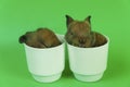 Newborn tiny brown rabbits sleeping in white cup on green background. Adorable fluffy brown grey baby bunny nap on cup in Royalty Free Stock Photo