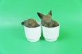Two newborn tiny brown rabbits sleeping in white cup on green background. Adorable fluffy brown grey baby bunny nap on cup in Royalty Free Stock Photo