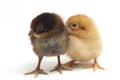 Two newborn yellow brown Chick Ayam Kampung is the chicken breed reported from Indonesia. `free-range chicken`