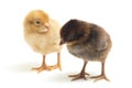 Two newborn yellow brown Chick Ayam Kampung is the chicken breed reported from Indonesia. `free-range chicken`