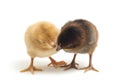 Two newborn yellow brown Chick Ayam Kampung is the chicken breed reported from Indonesia. `free-range chicken`