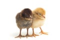 Two newborn yellow brown Chick Ayam Kampung is the chicken breed reported from Indonesia. `free-range chicken`