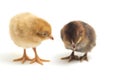 Two newborn yellow brown Chick Ayam Kampung is the chicken breed reported from Indonesia. `free-range chicken`