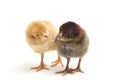 Two newborn yellow brown Chick Ayam Kampung is the chicken breed reported from Indonesia. `free-range chicken`